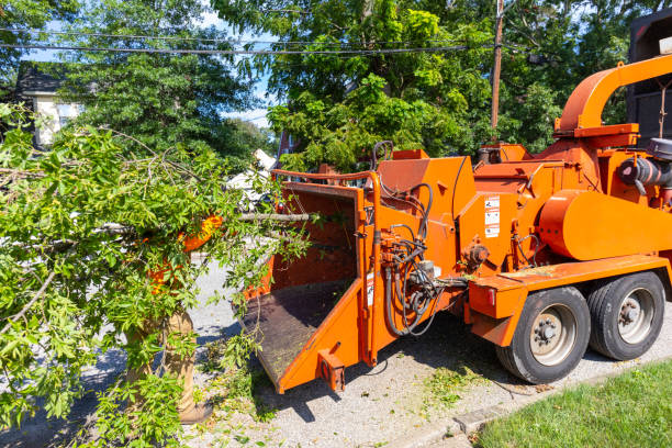 Best Affordable Tree Cutting  in Orofino, ID